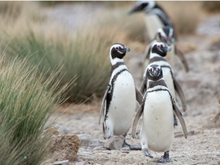 9 curiosidades de los pingüinos