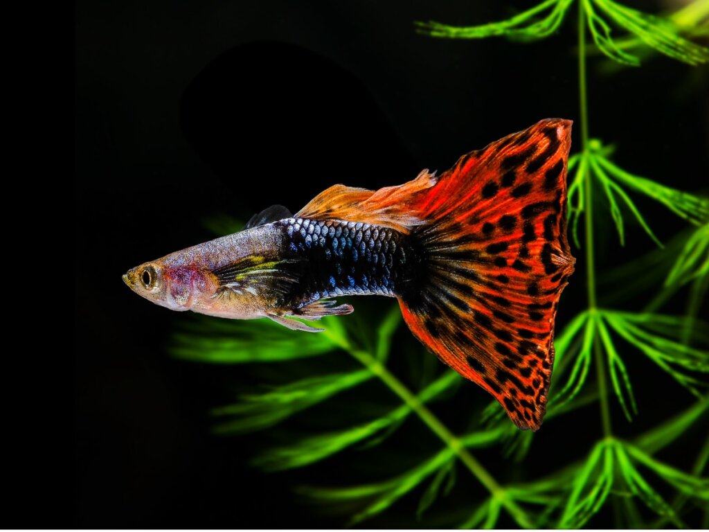 Pez dorado características, alimentación y cuidados Mis Animales Pez dorado características, alimentación y cuidados Mis Animales