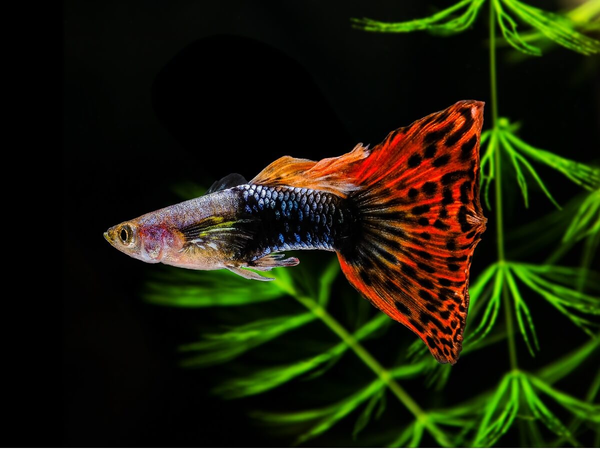 El guppy es uno de los mejores peces para principiantes.