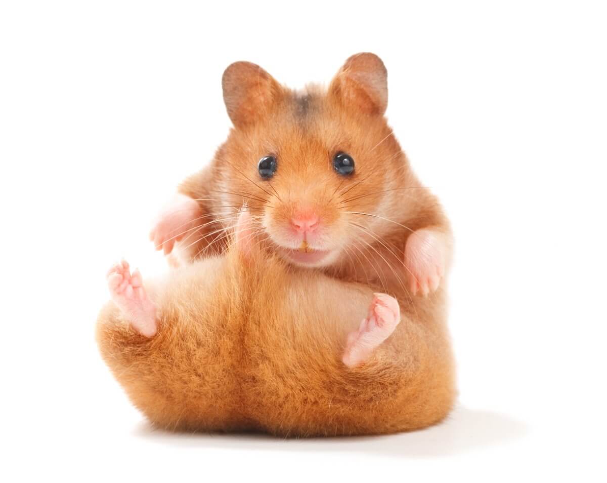 A quoi est due la constipation chez les hamsters ?