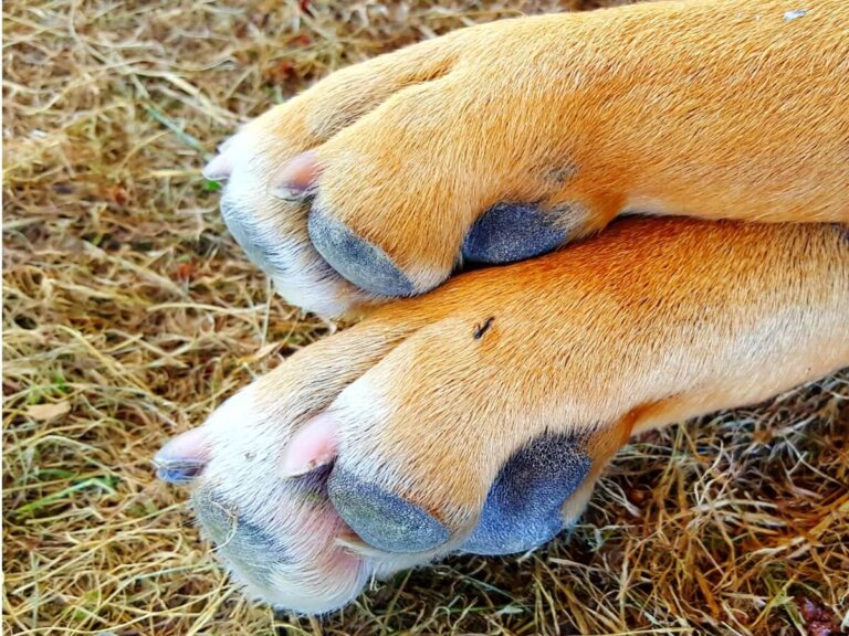 Picadura de hormiga en perros