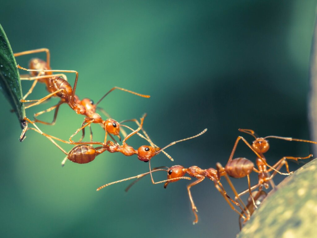 12 curiosidades de las hormigas
