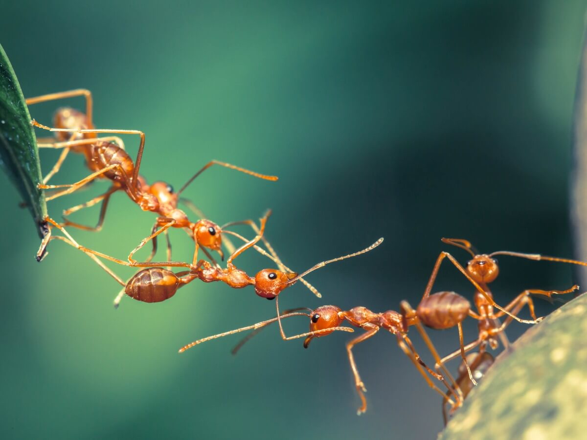 Conoscete delle curiosità sulle formiche?