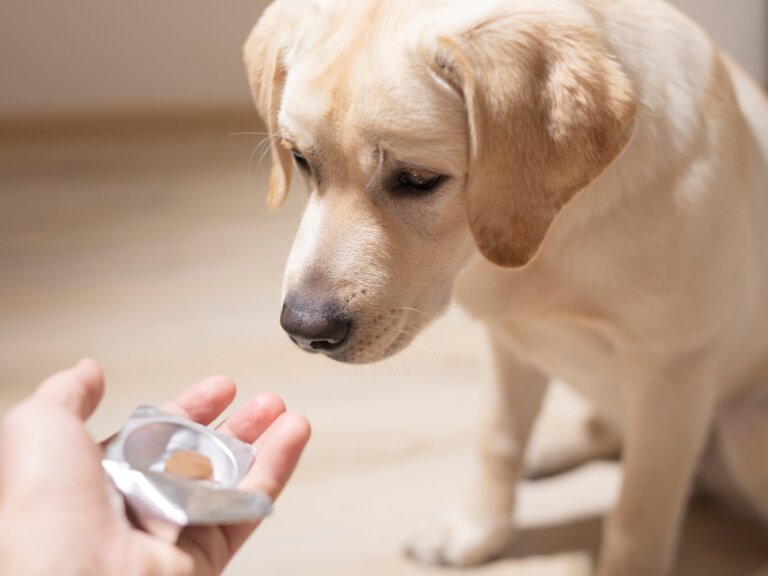 Sucralfato en perros: dosis y contraindicaciones