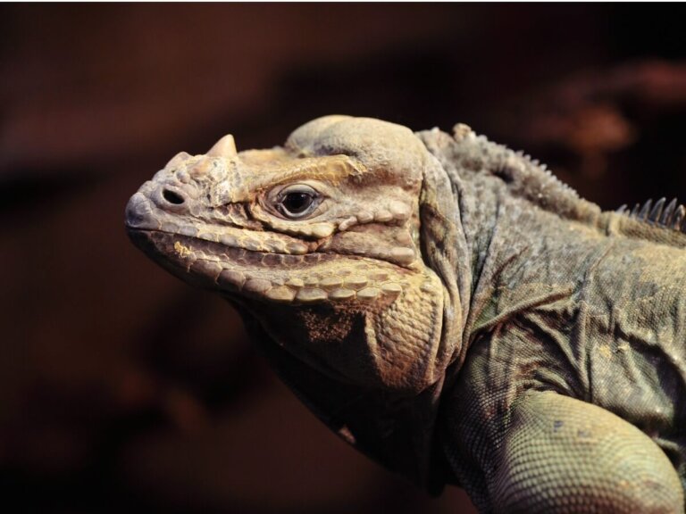 Iguana cornuda: hábitat, características y conservación