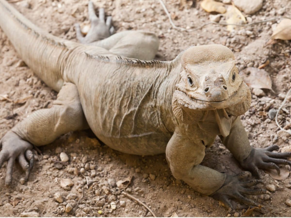 Una iguana cornuda de cuerpo entero.