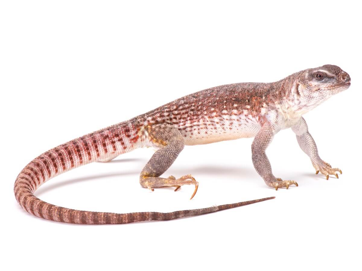 En ökenleguan på en vit bakgrund.