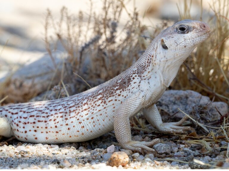 Iguana del desierto: hábitat y características