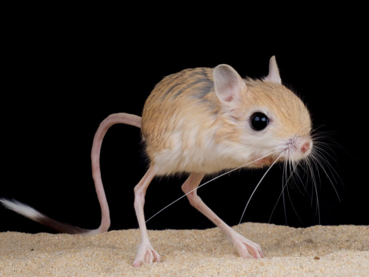 Unos de los animales de la estepa.