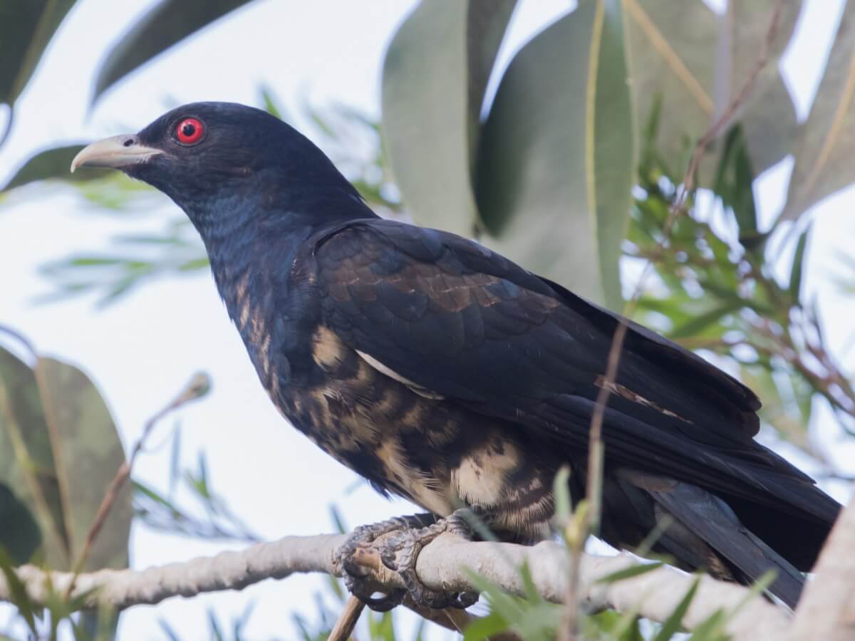 Un Koel asiatique aux yeux rouges.