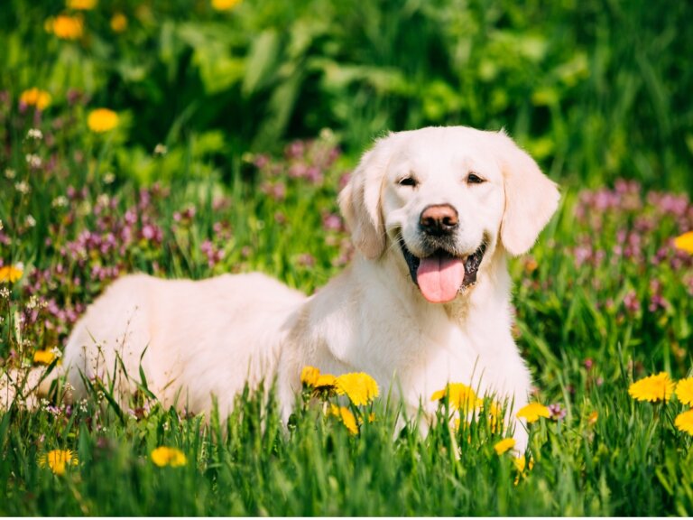 Las 5 razas de perros ideales para terapia