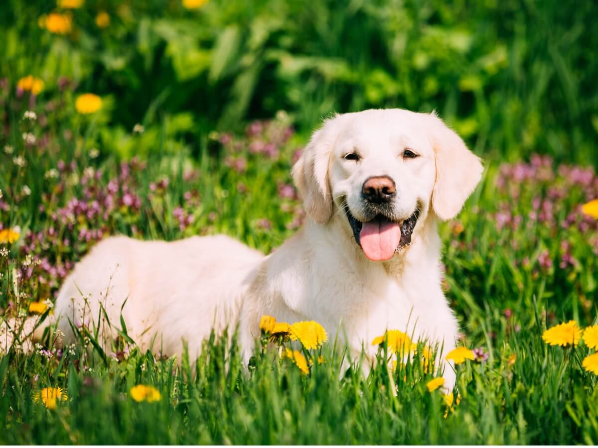 A labrador retriever lying in the grass with its tongue out.