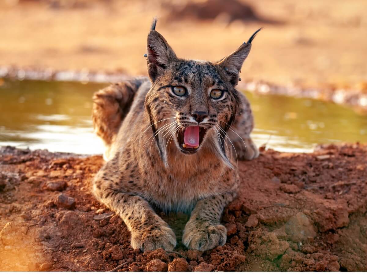 Un lince ibérico bostezando.