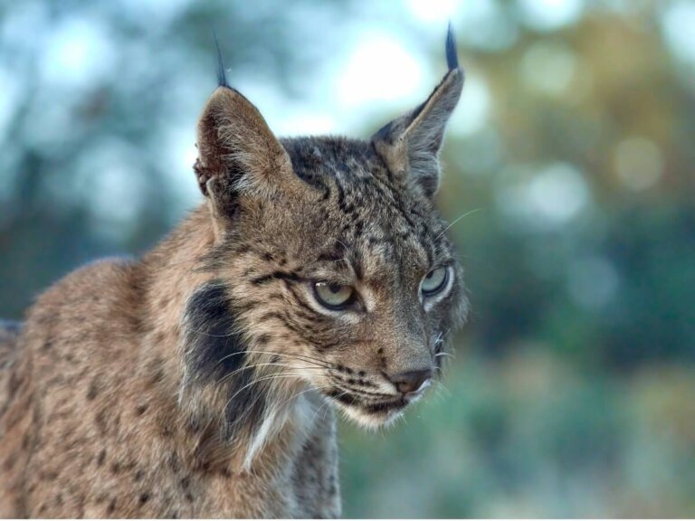 Comportamiento del lince ibérico