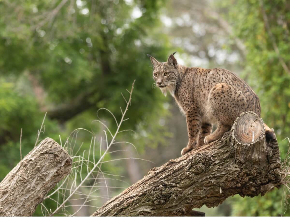 An Iberian lynx on a log.