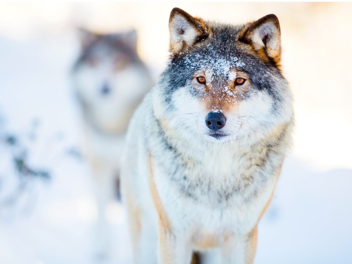 Quelques loups dans la neige.