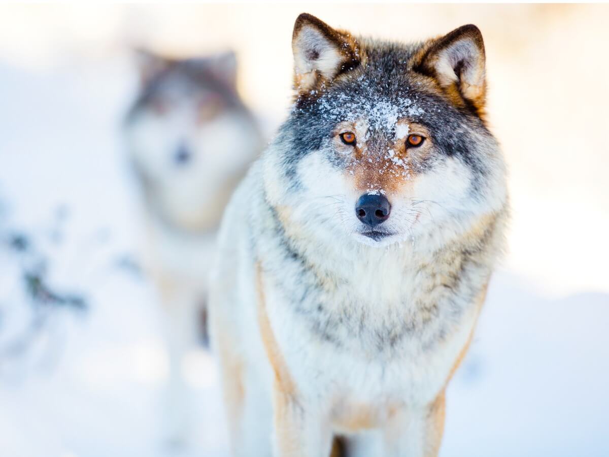 Alcuni lupi nella neve.