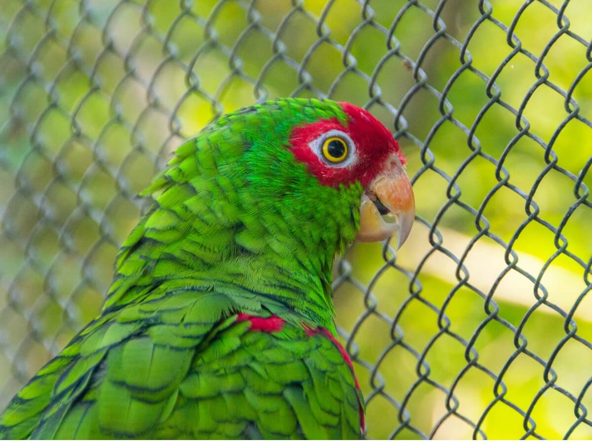 Un perroquet vineux.