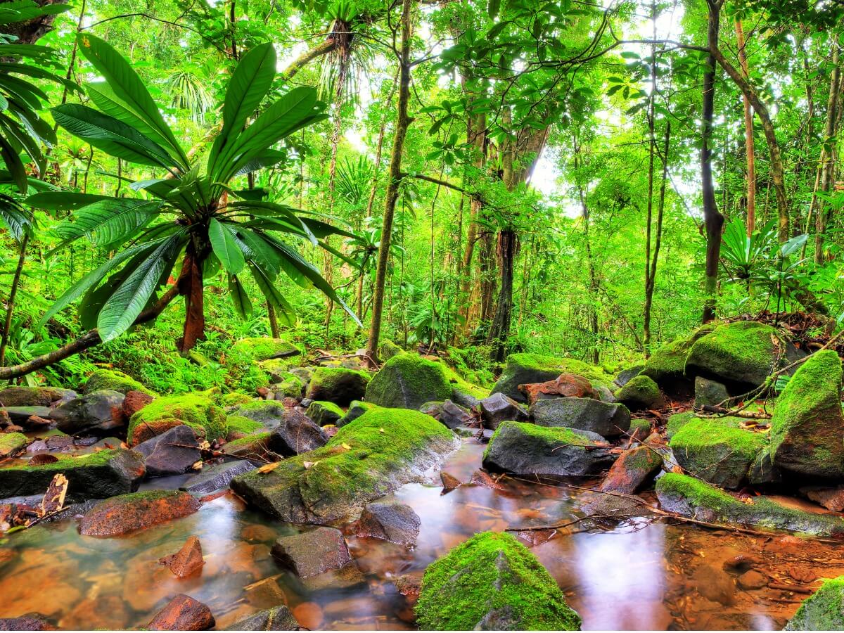 Un ecosistema verde de Madagascar.