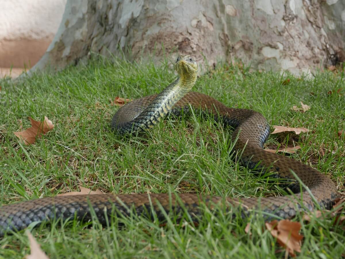 Una serpiente sobre el sustrato. 