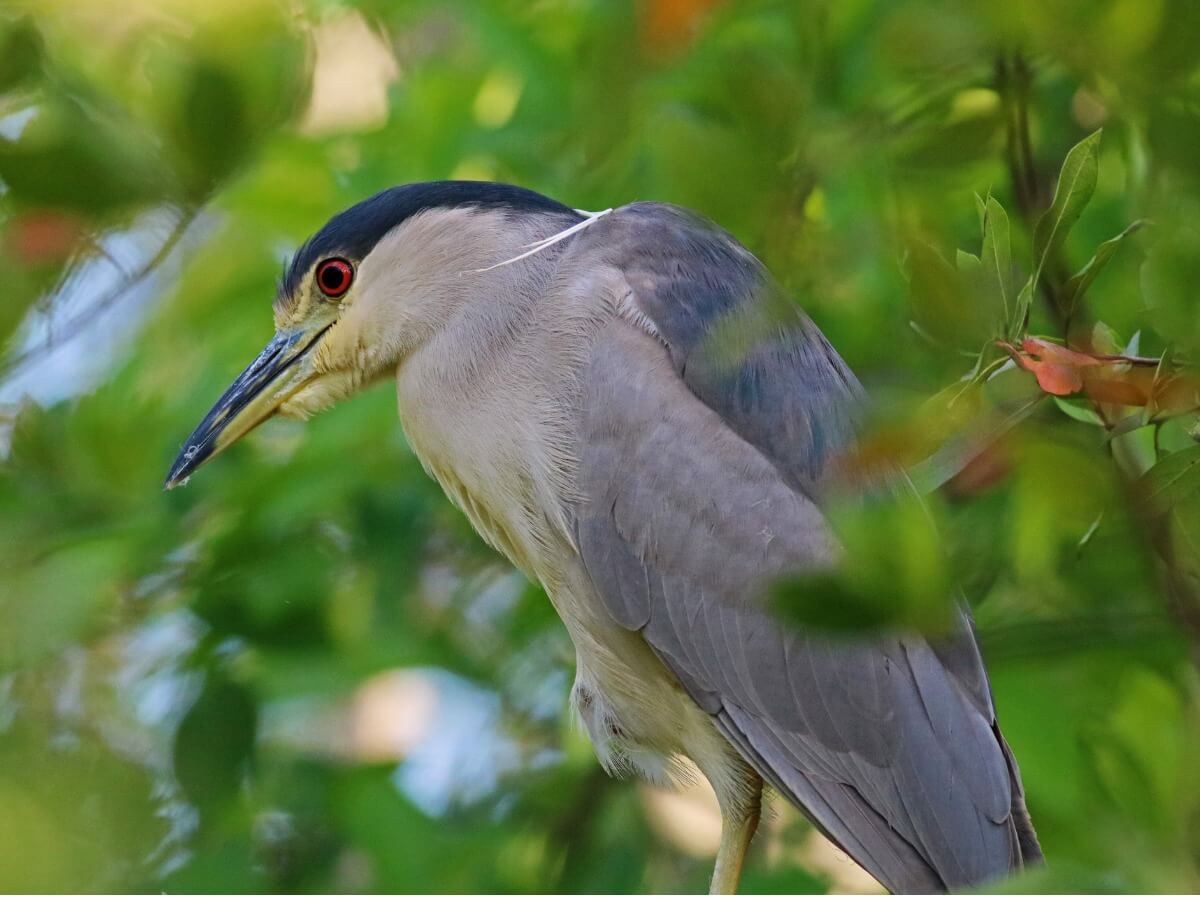 Un spécimen d'un requin-marteau commun.