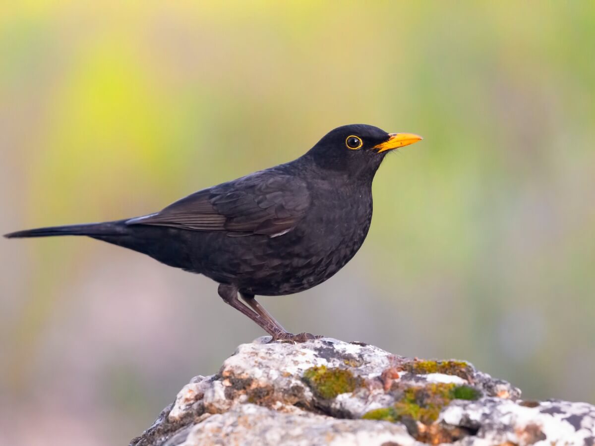 Uno de los pájaros que cantan por la noche.