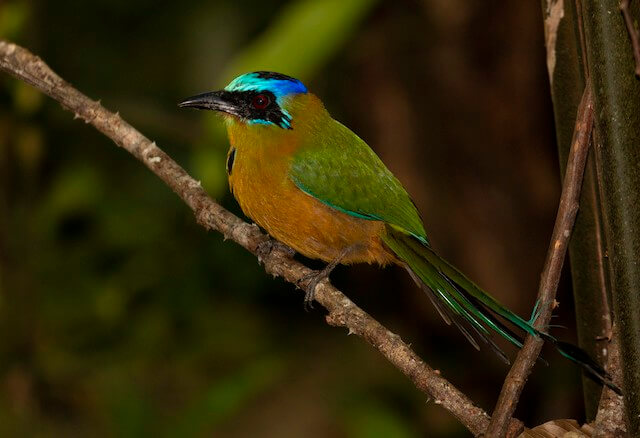 Amazonian motmot.
