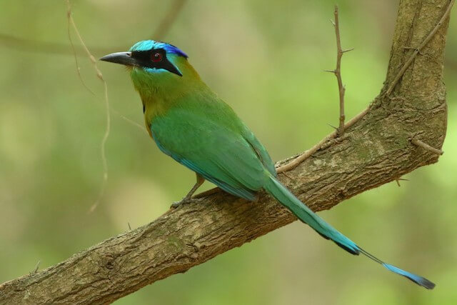 Amazonian motmot.