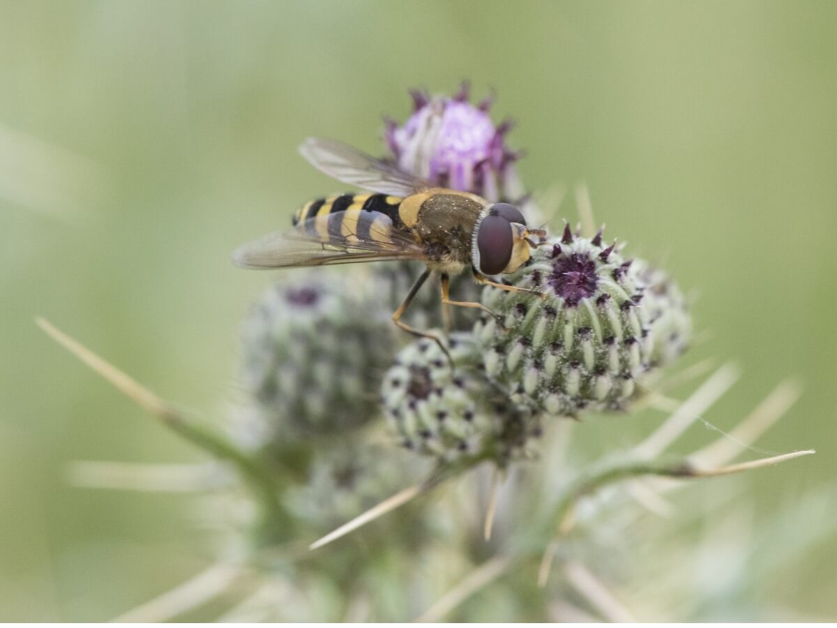 Una mosca de las flores, animales polinizadores.