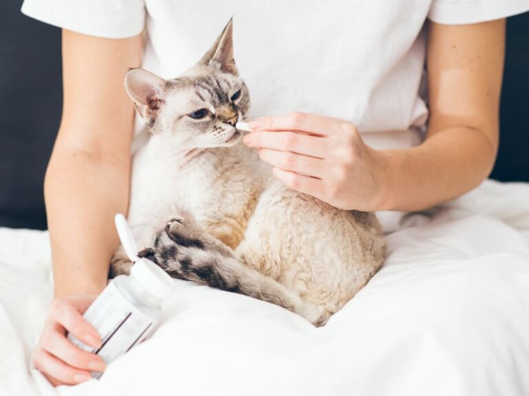 Buprex para gatos: dosis y efectos secundarios