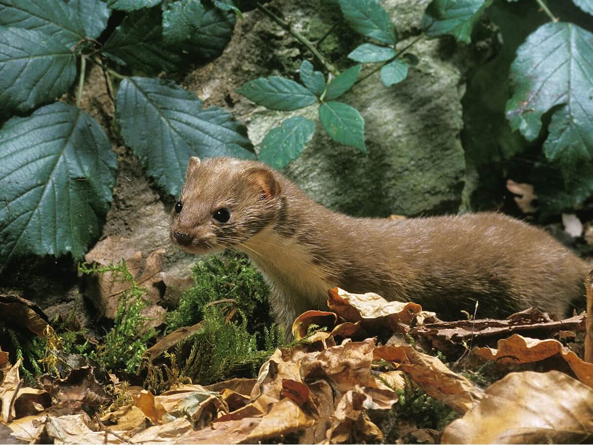 Uno de los mamíferos más pequeños del mundo.