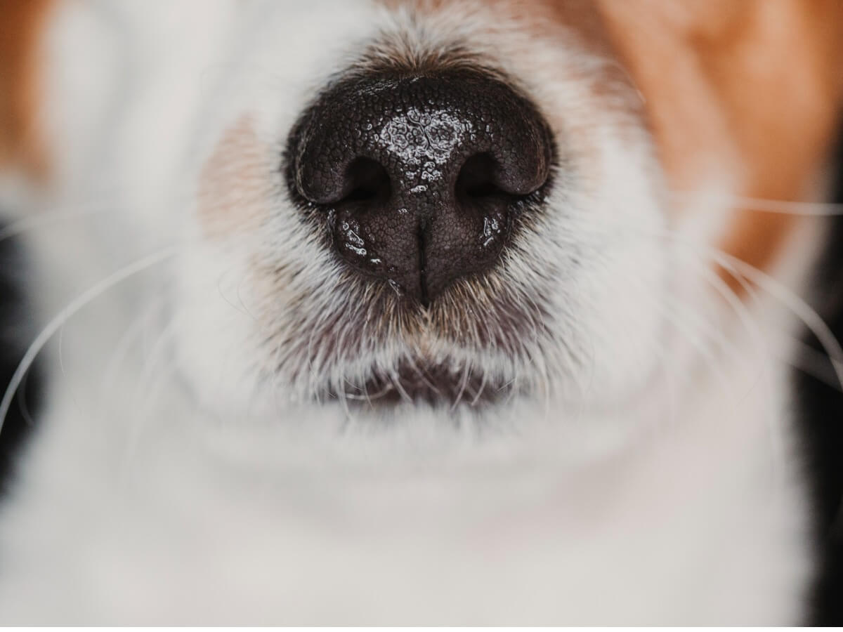 A hiperqueratose em cães é perceptível no nariz.