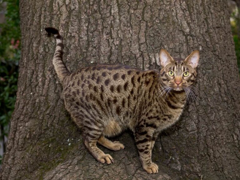 9 gatos domésticos que parecen salvajes