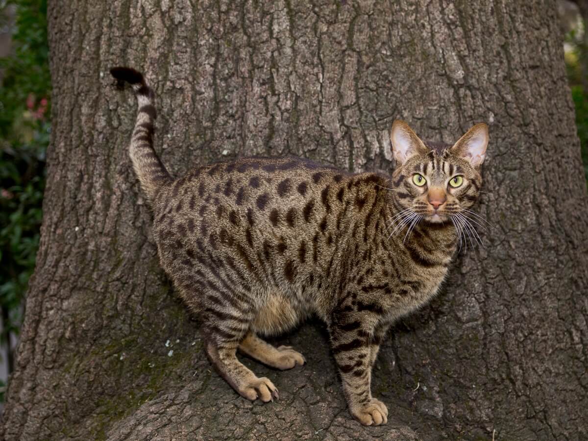 Un ocelot.