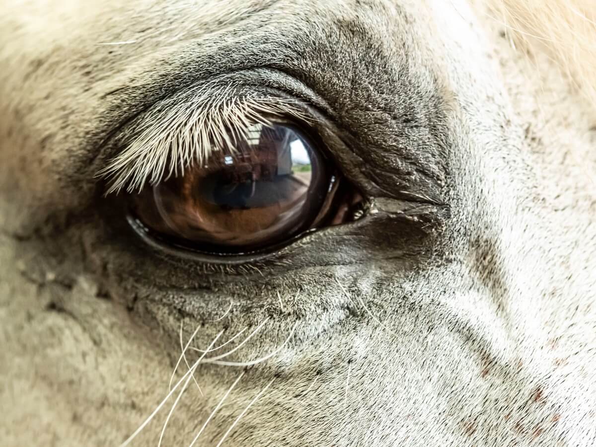 O olho de um cavalo branco.