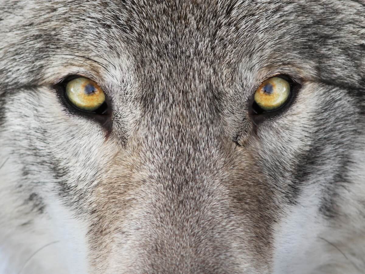 Les yeux d'un loup.