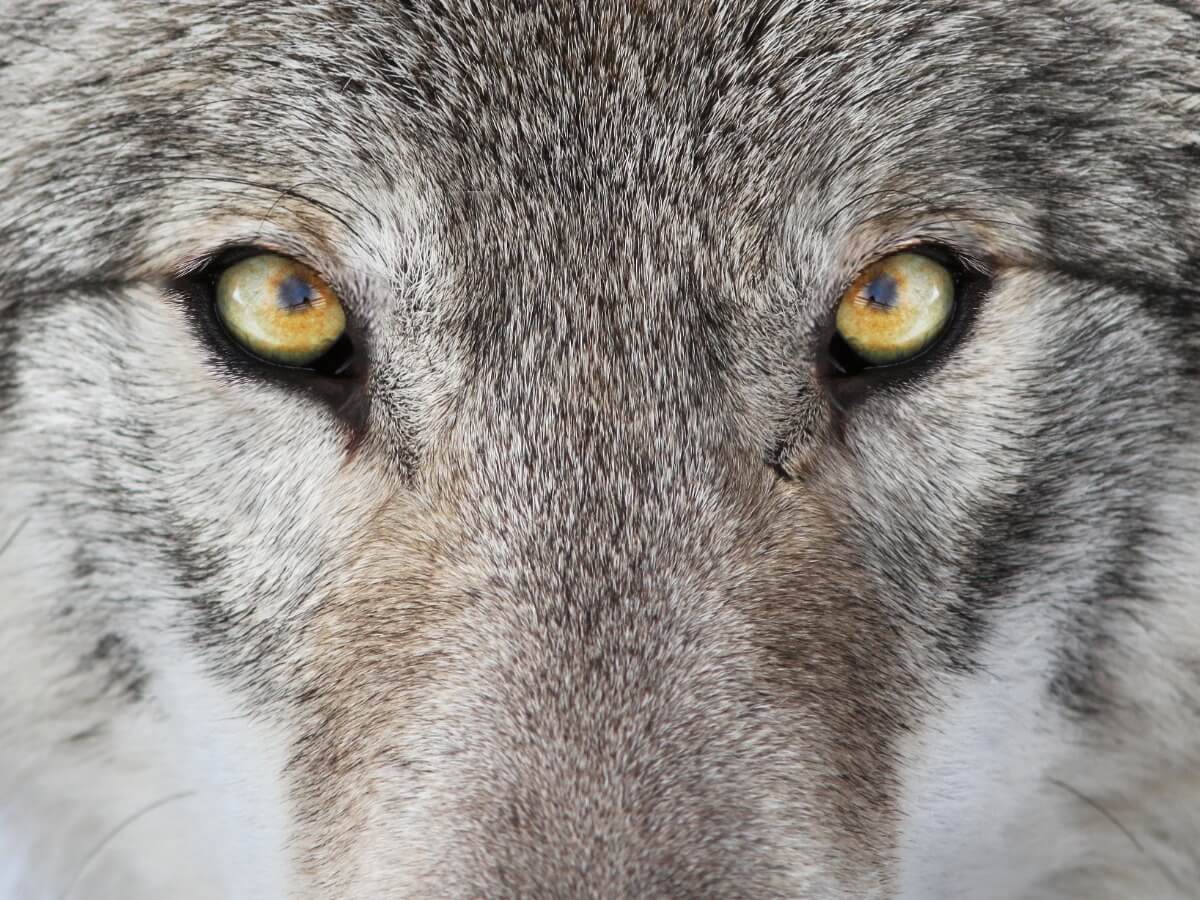Los ojos de un lobo.