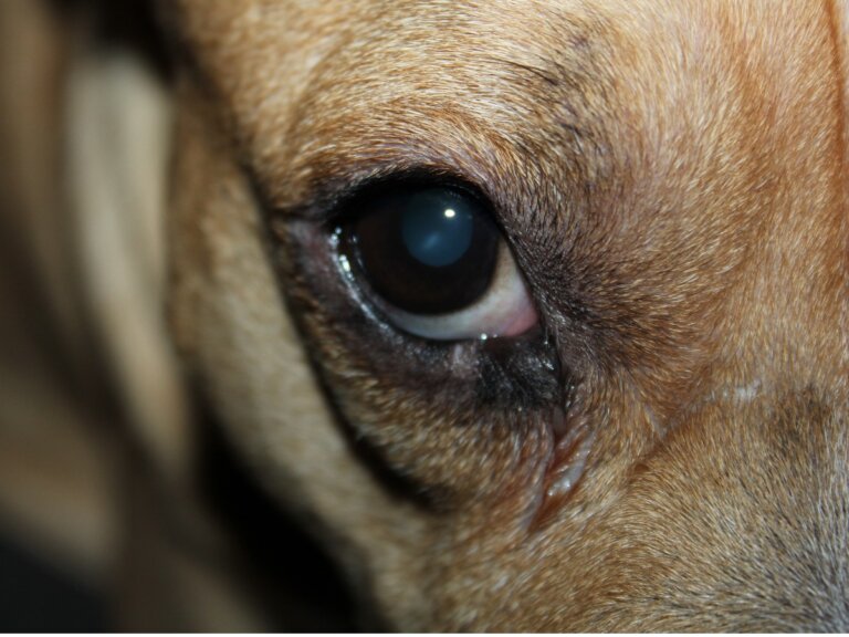 Mi perro tiene el ojo rojo e hinchado: 10 causas y tratamientos