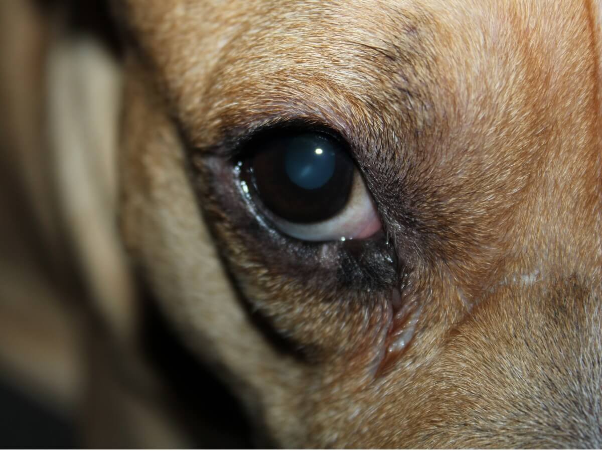 perro tiene el ojo rojo e hinchado: causas y - Mis Animales