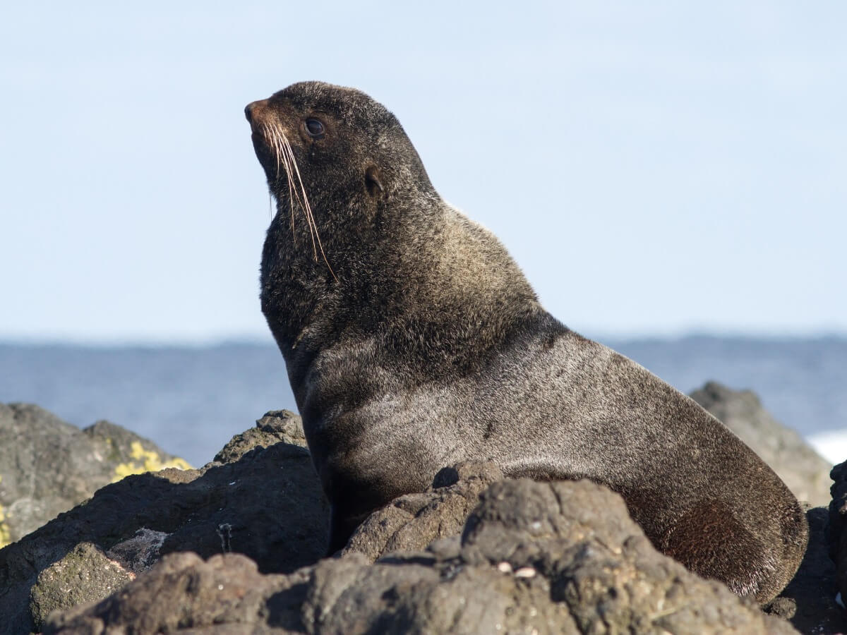 Northern fir seal.