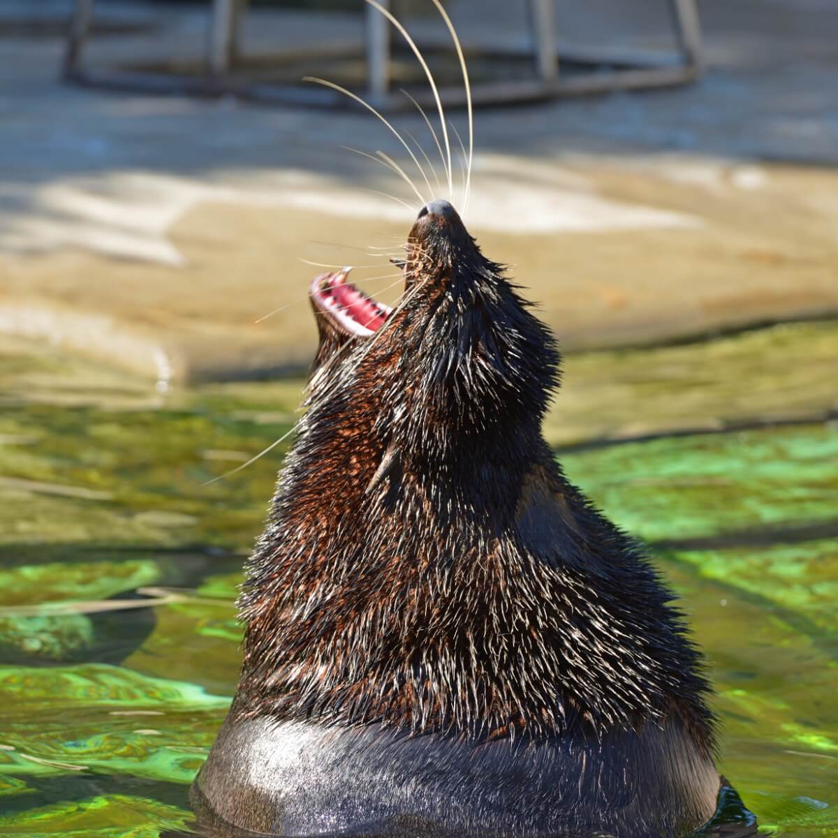 A Northern fur seal.