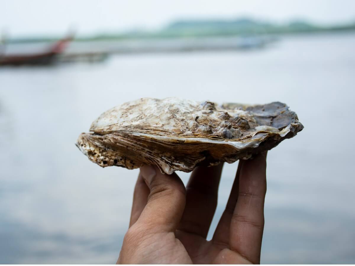 Uno di un genere di molluschi.