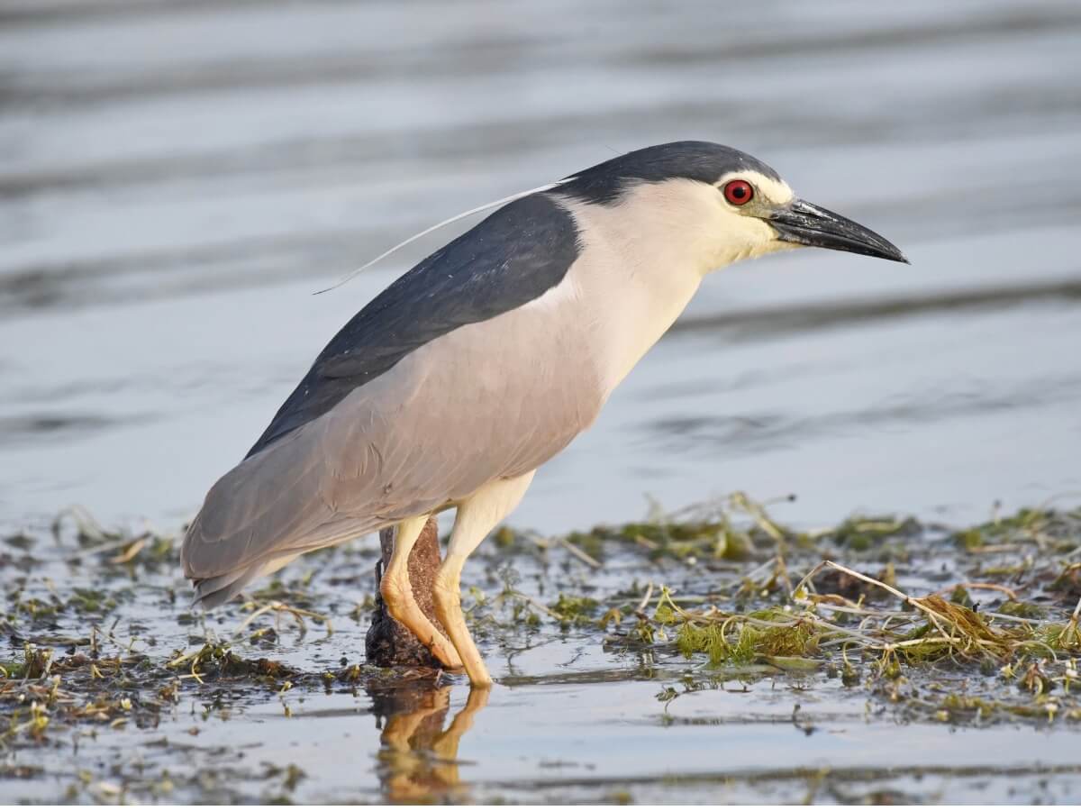 Uno de los pájaros que canta por la noche.