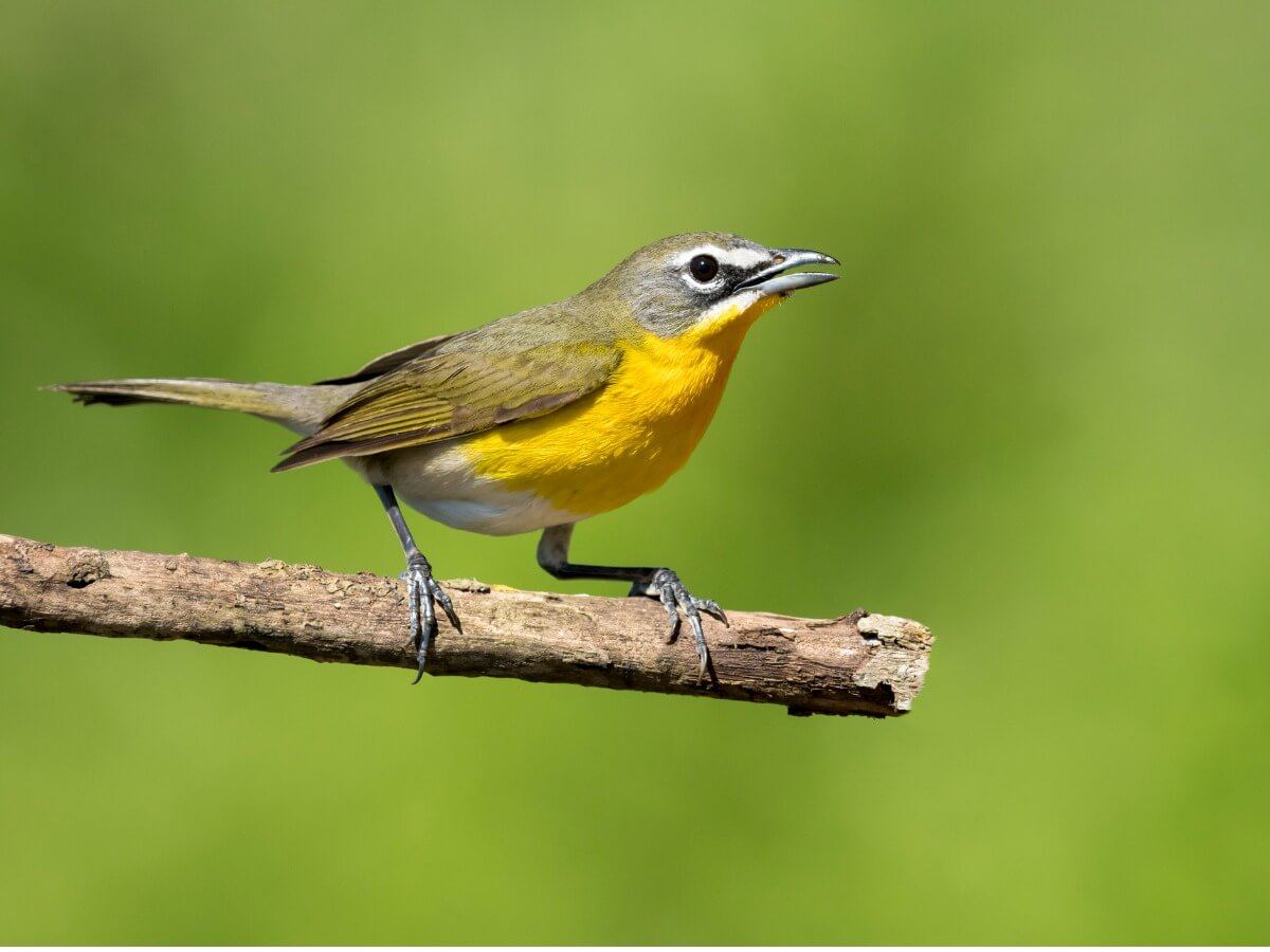 Un des oiseaux qui chantent la nuit.