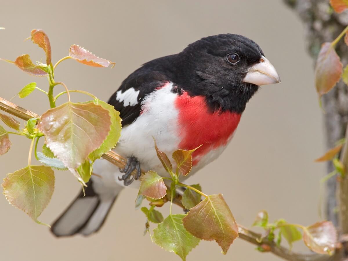 L'un des oiseaux qui chantent le mieux.