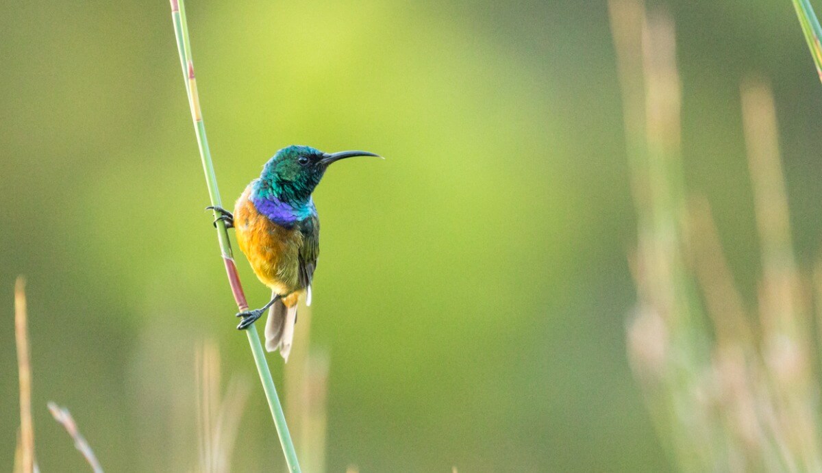 Another of the pollinating animals.