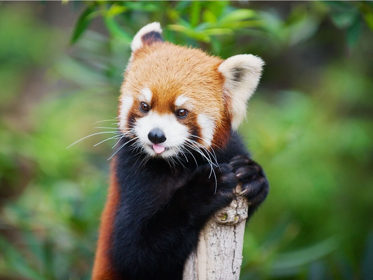 Las curiosidades del panda rojo son múltiples.