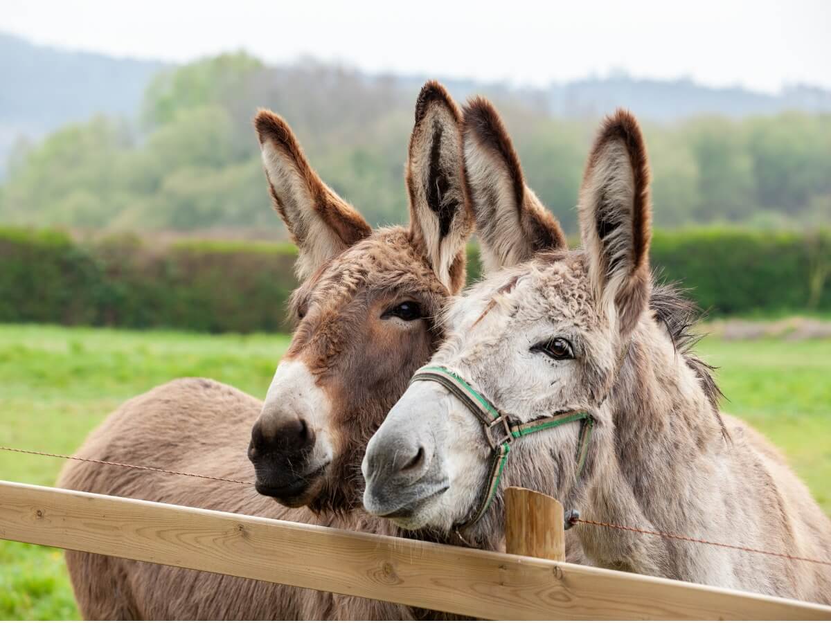 Una pareja de burros.