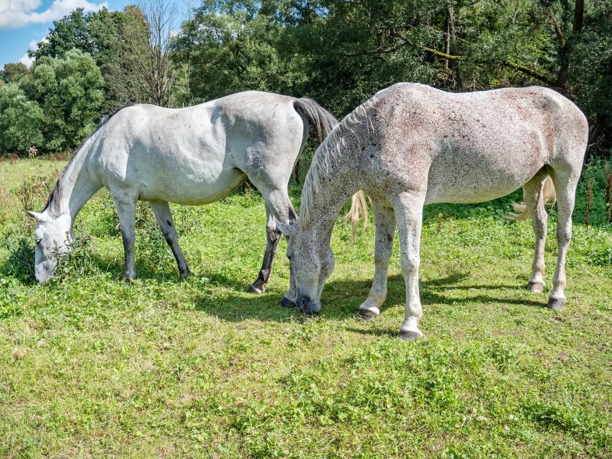 Zwei Appaloosa-Pferde auf einer Weide