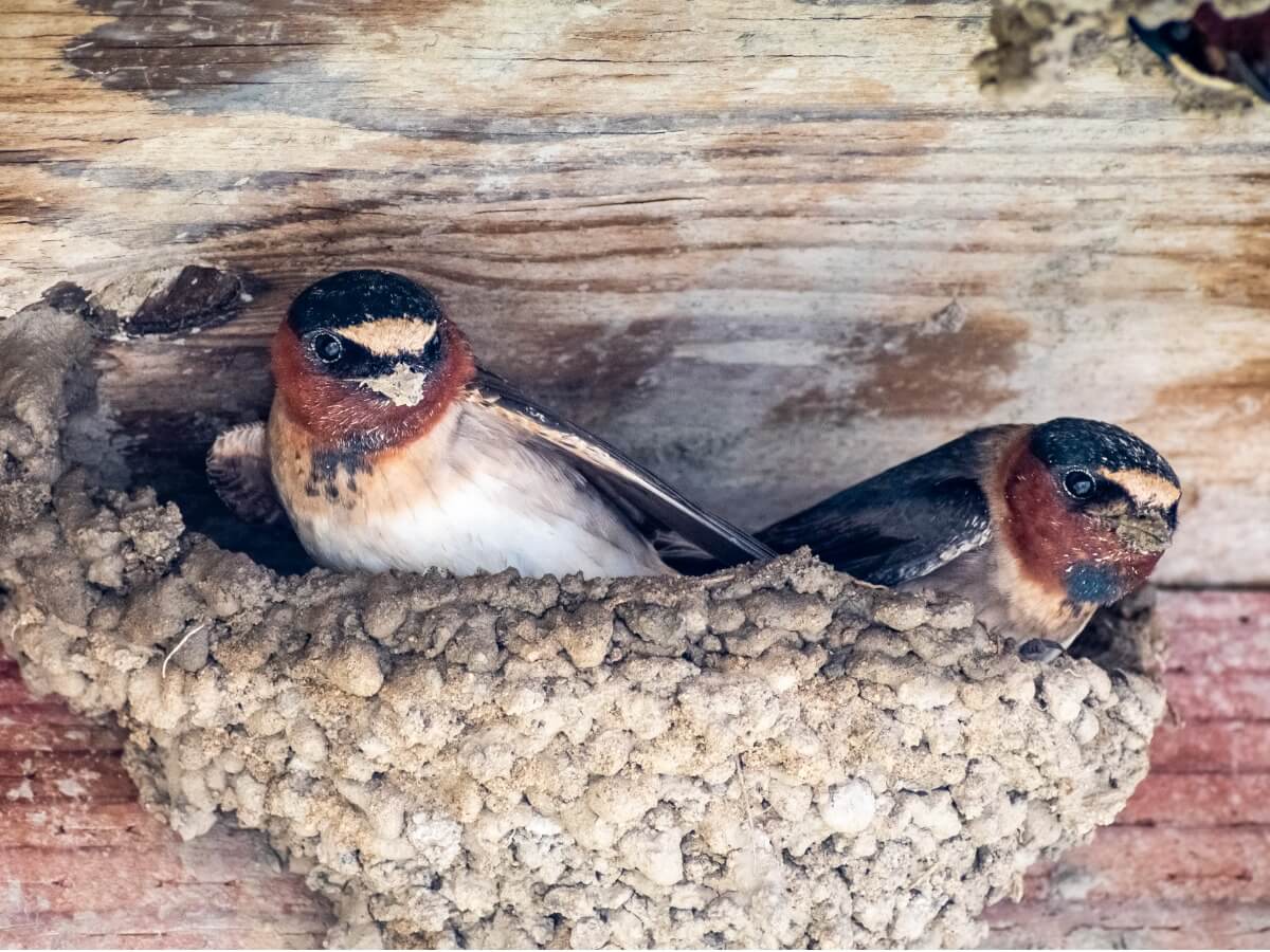 Deux hirondelles dans un nid.